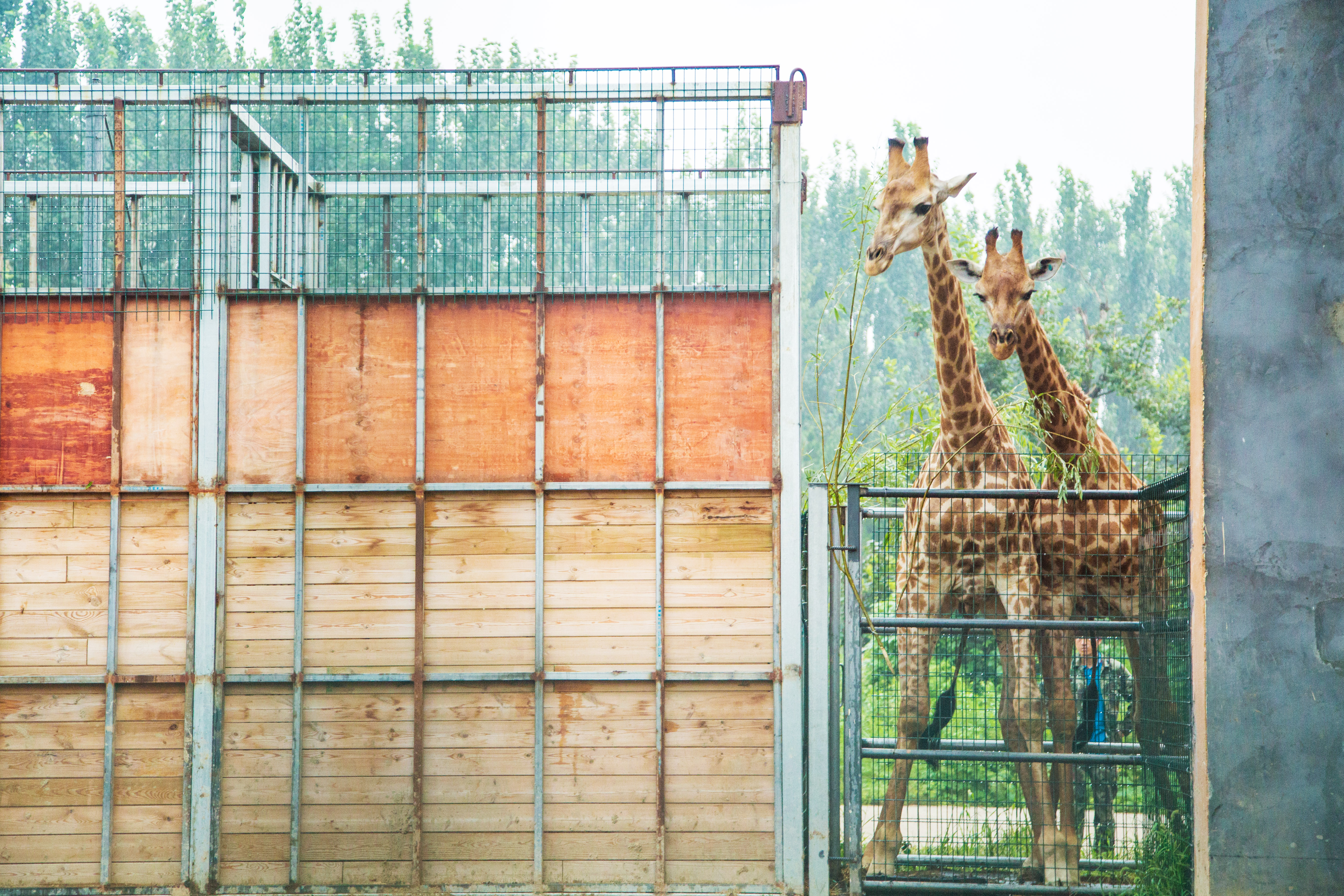 到长颈鹿像在非洲大草原一样自由奔跑的场景,还可以体验投喂长颈鹿