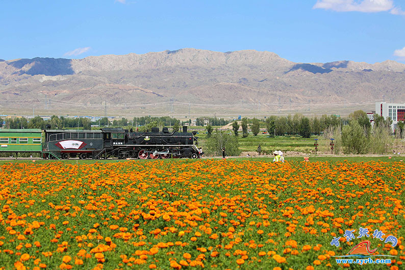 焉支山下满目芳菲 戈壁花海醉游人