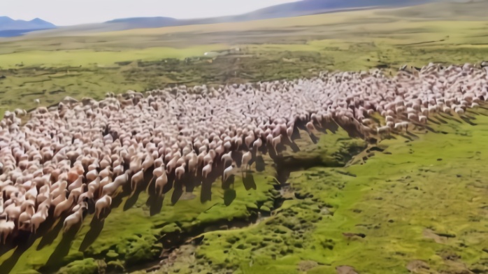 壮观！山南市措美县：牧场上自由奔跑的羊群