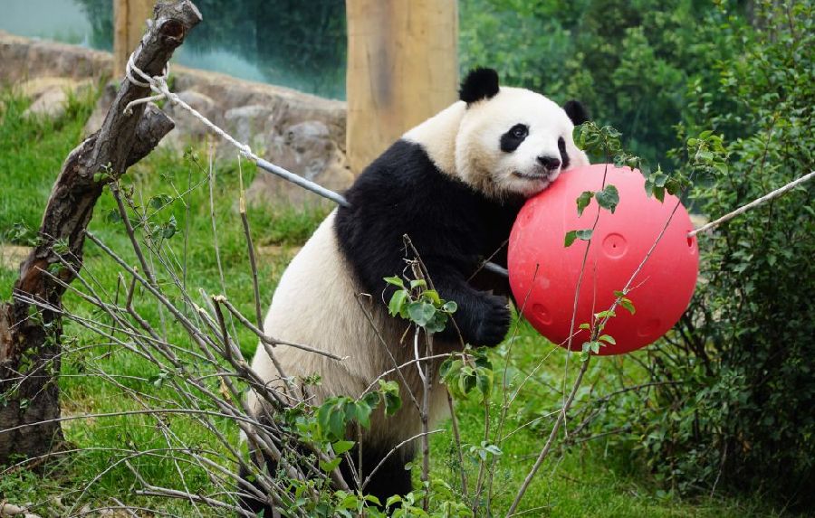 8月16日,大熊猫"奇果"在西宁熊猫馆内玩耍.新华社记者 耿辉凰 摄