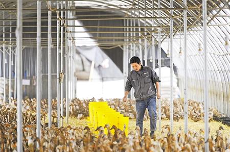 秦安县中山镇百万蛋鸭养殖基地工作人员进行鸭棚的日常维护