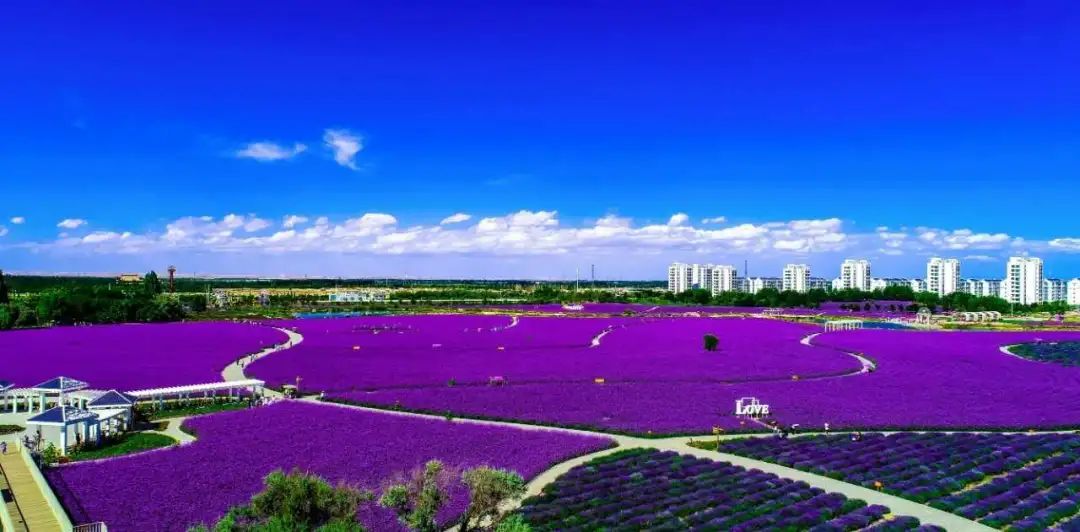 一个人一座城这个七夕与金昌的薰衣草之约