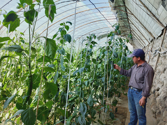 ▲示范户正在查看越冬辣椒生长情况