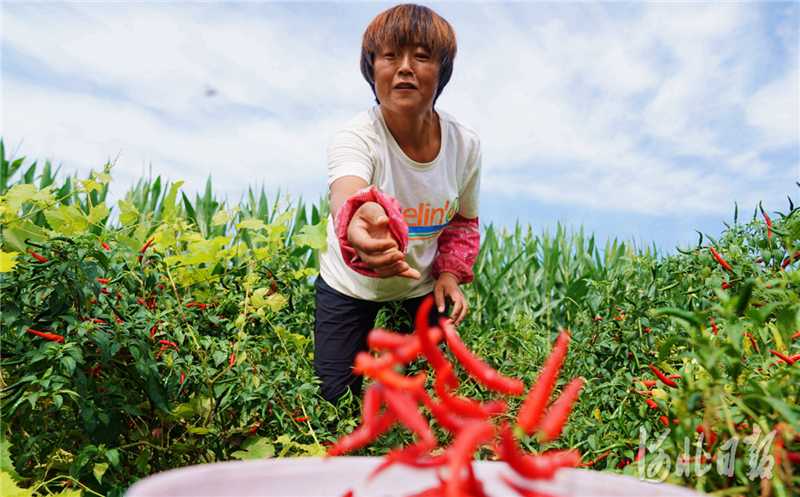 2020年8月25日，河北省邢台市巨鹿县张王疃乡武庄村辣椒种植基地内，农户在采摘辣椒。近日，河北省巨鹿县张王疃乡的千亩朝天椒进入收获期，农户们纷纷抢抓农时加紧采收。巨鹿县积极调整农业产业结构，采取“基地+农户”的模式，引导农户种植辣椒，拓宽农户增收渠道。通讯员 胡良川 摄影报道
