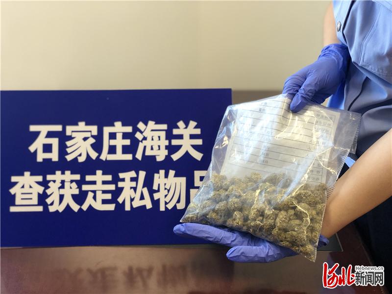 图为石家庄海关查获的大麻。 通讯员 刘佩雨摄