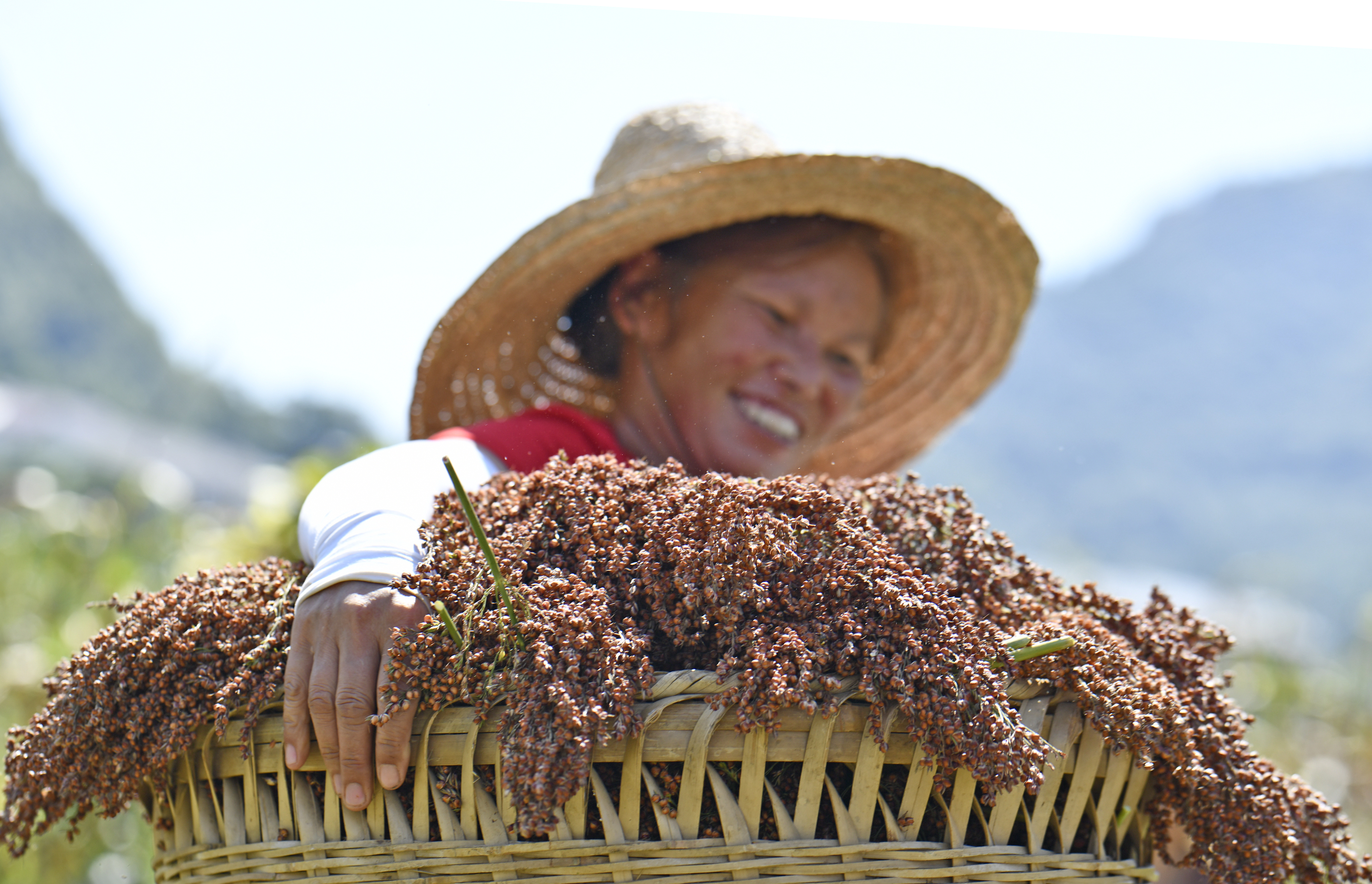 贵州遵义:酿酒高粱映红小康路