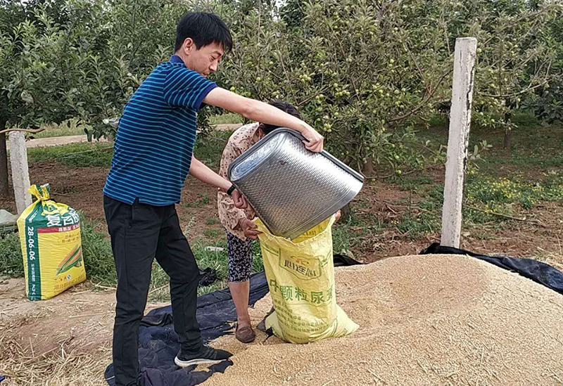 张健帮助贫困户收麦子