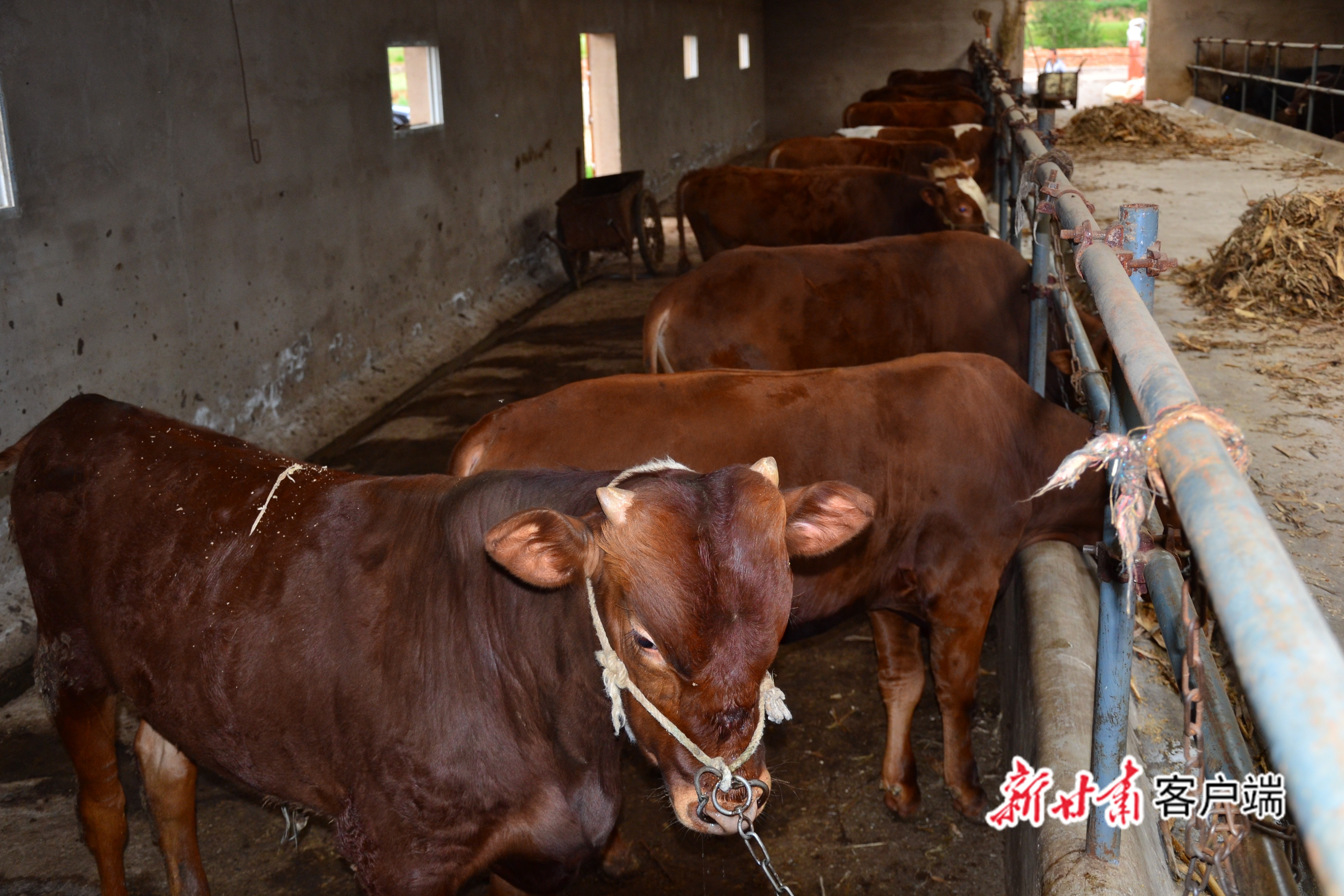 东西帮扶显真情庄浪农户过上牛日子