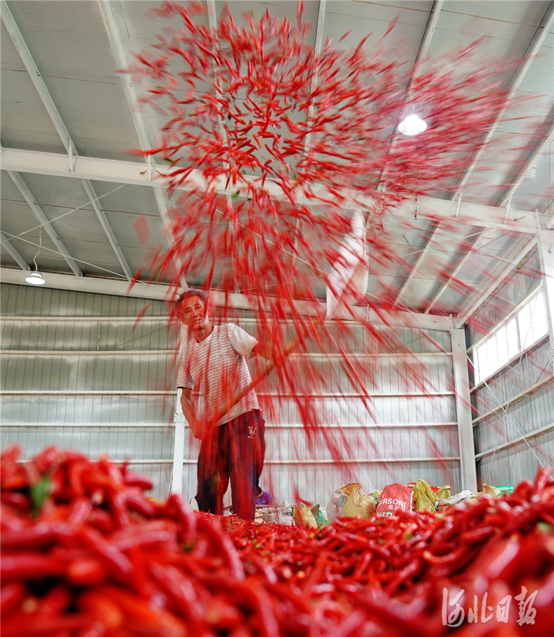 2020年8月25日，在河北省邢台市巨鹿县张王疃乡武庄村的农户在分拣辣椒。