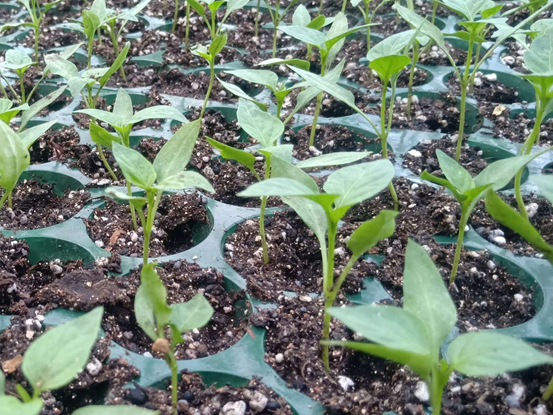 ▲辣椒新品种陇椒10号的幼苗生长情况