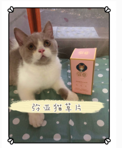 弥亚化毛片测评 帮助猫咪排出体内毛球的养猫必备 凤凰网