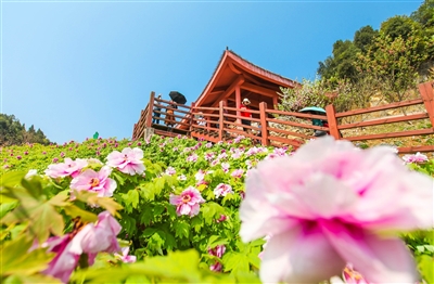 遊客在華夏牡丹園景區賞花.(資料圖片)龔長浩 攝