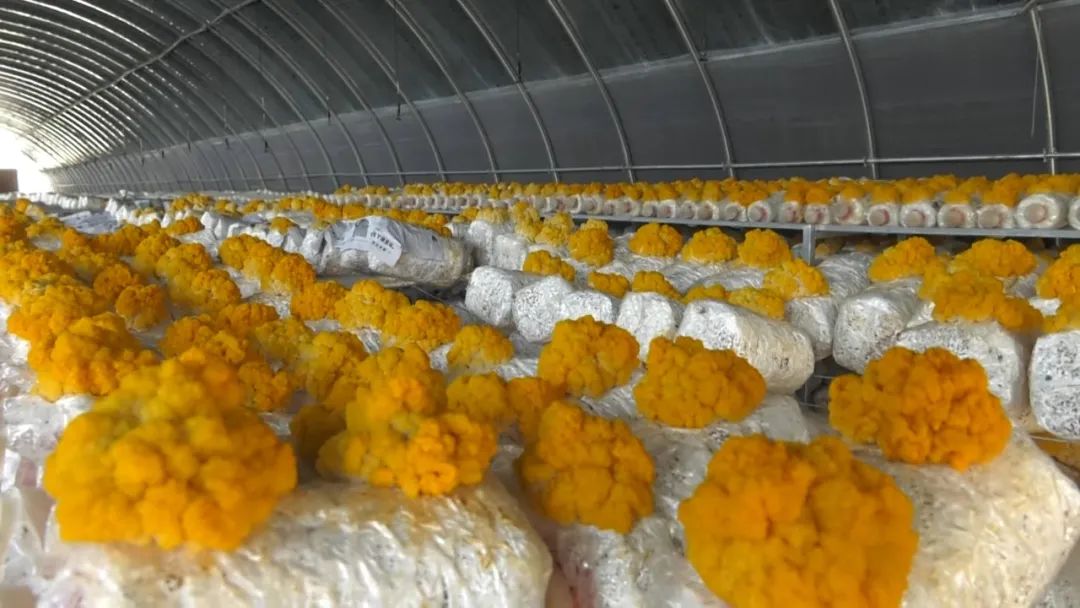 漳县陇泰鑫业农业科技种植有限公司总经理王华:我们园区流转土地40亩