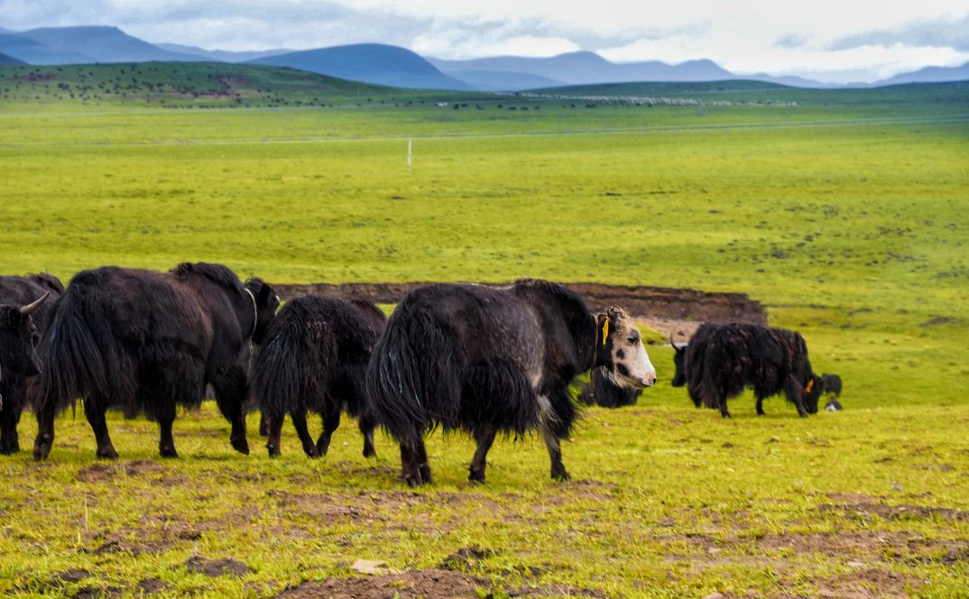 都说九色甘南，到底是哪九色呢？