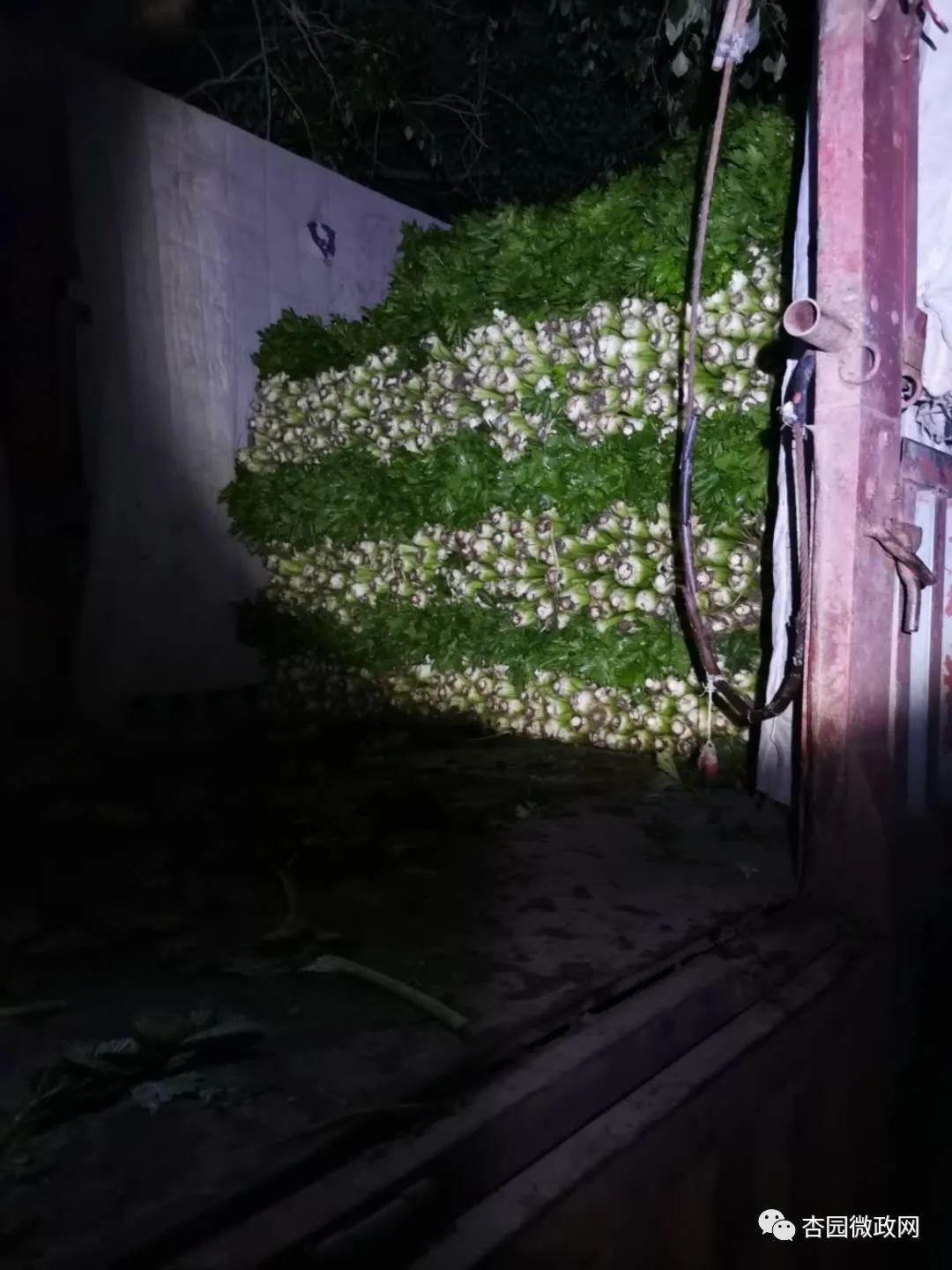 百亩芹菜迎丰收 一川笑颜逐阳开