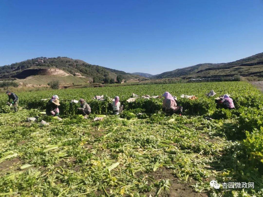 百亩芹菜迎丰收 一川笑颜逐阳开
