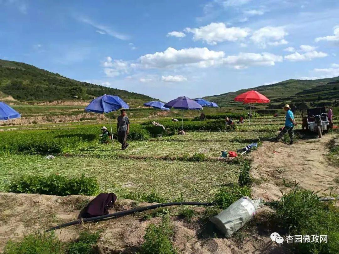 百亩芹菜迎丰收 一川笑颜逐阳开