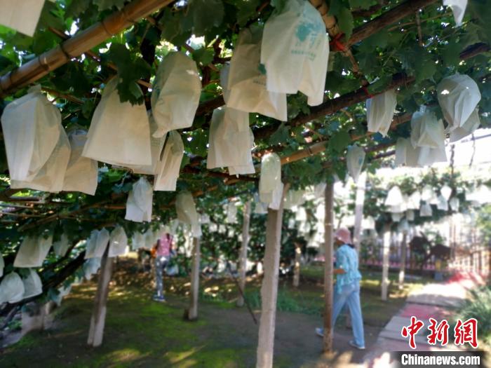 探访河北宣化古城里的葡萄园寻找农业文化遗产