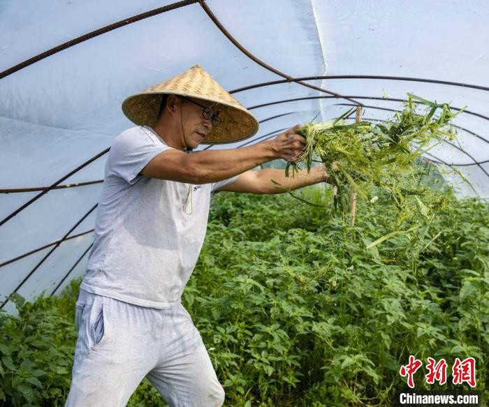 街道堰漕村田间,整齐排列着两排白色薄膜温棚,45岁的刘海斌正戴着草帽