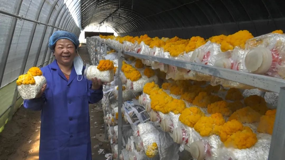 小金耳开出致富花成漳县农民致富新宠