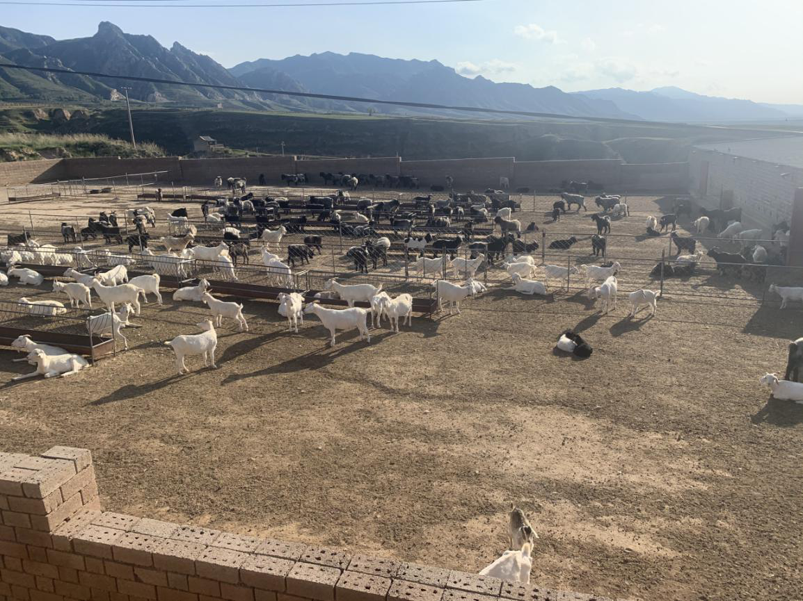 閆家窯村品種羊養殖基地中養殖的太行山黑山羊,美國白山羊