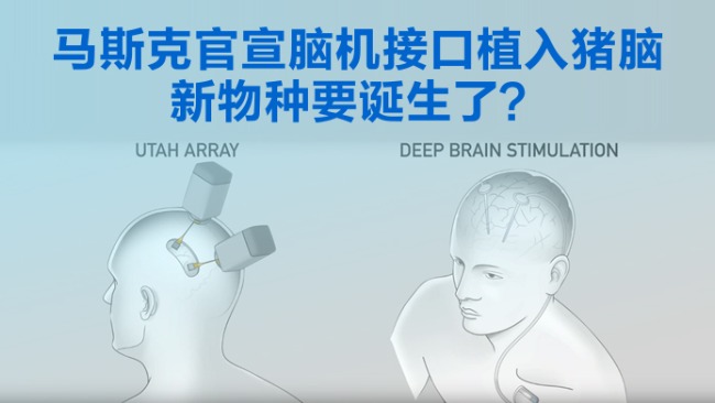 马斯克官宣脑机接口植入猪脑 新物种要诞生了？
