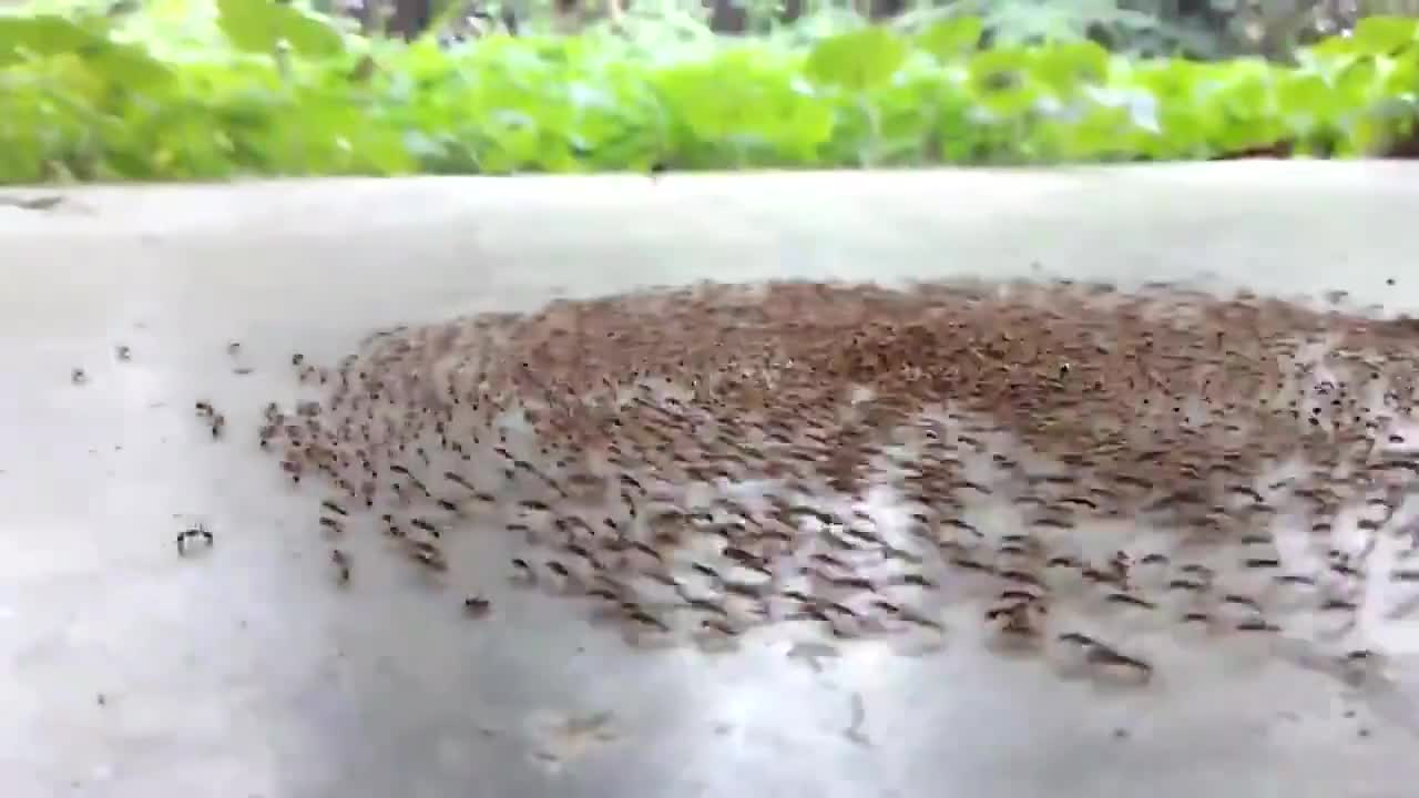 密恐慎入！“蚂蚁死亡漩涡” 昆虫界最可怕的集体死亡之一