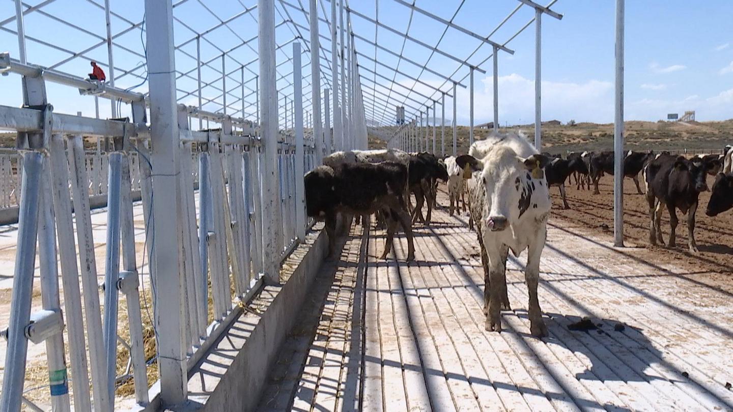 公司于去年年底预定了1500头澳大利亚奶牛,第一批今天已经到场,近期