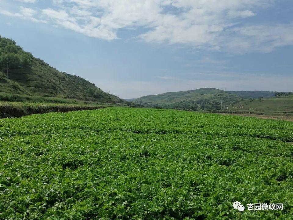 百亩芹菜迎丰收 一川笑颜逐阳开