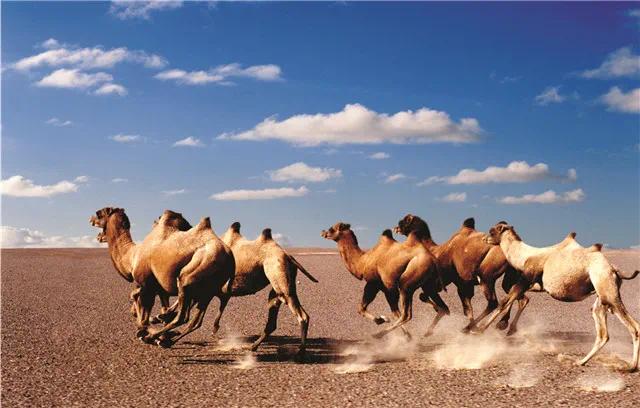新疆野骆驼　摄影　黄卫国