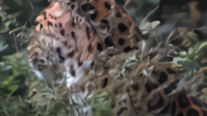 相距10米！宁夏六盘山首次近距离拍到金钱豹