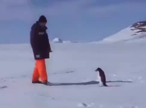 壮汉小李子被企鹅吓到摔倒？！它还没你膝盖高啊