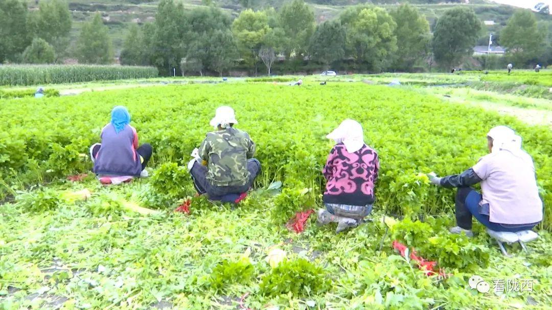 陇西小镇念好高原夏菜“致富经”