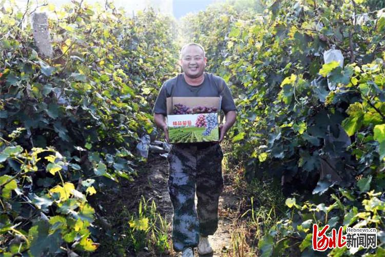 文安县安祖辛庄村的葡萄园种植基地内，果农正在搬运采摘的葡萄。