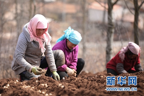 甘肃省定西市渭源县元古堆村村民在种植百合(3月11日摄) 新华社记者 马希平 摄