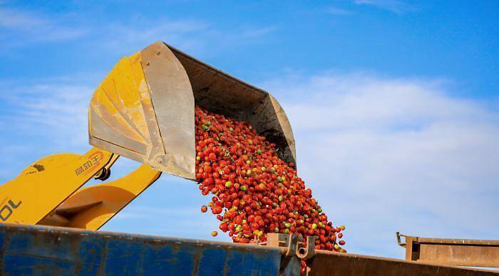 在新疆博湖县乌兰再格森乡乌兰再格村番茄地里，农牧民群众用装载机装运番茄。图自中新网