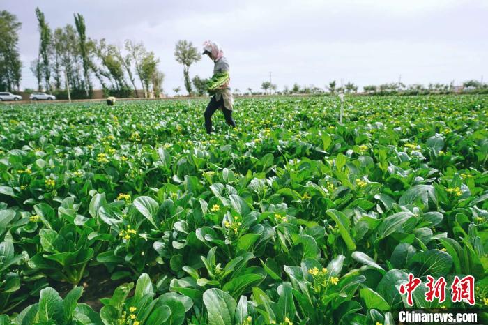 白露时节之前，粤港澳大湾区媒体记者应邀来到甘肃省武威市民勤县苏武现代农业产业园供港蔬菜基地，探访自家“菜园子”。殷春永 摄