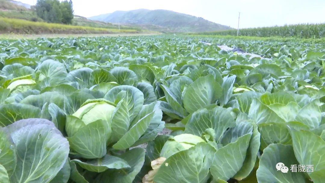 陇西小镇念好高原夏菜“致富经”