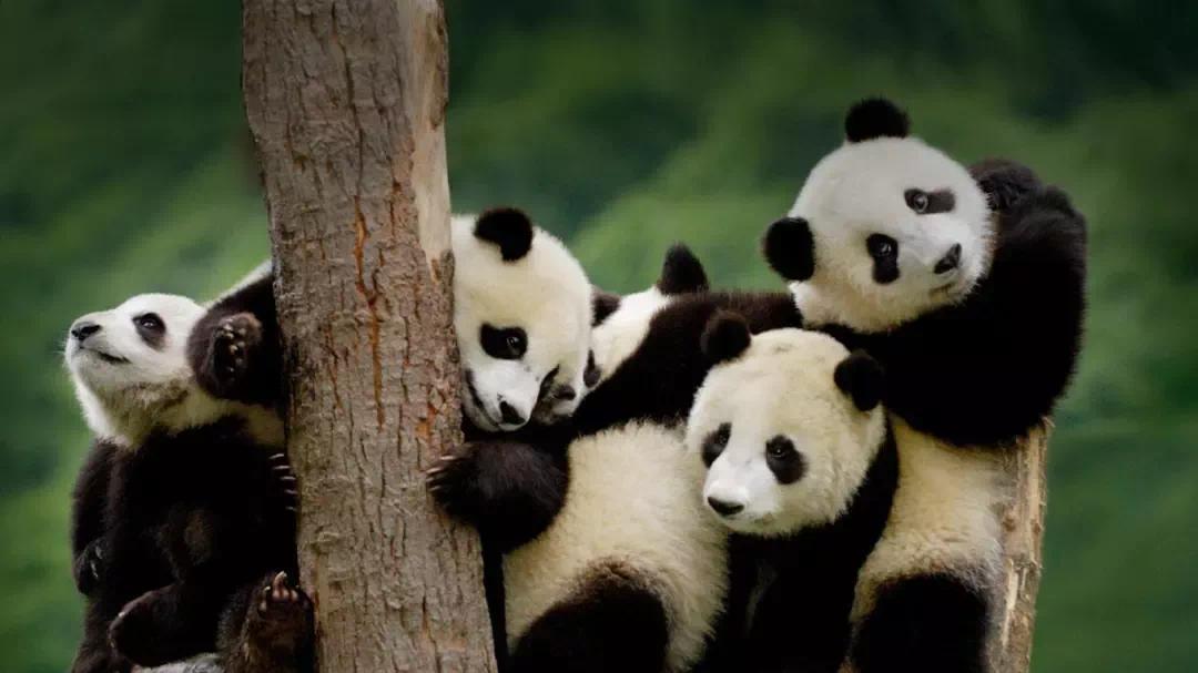 ▲ 生活在陇南的“国宝”大熊猫 图片来源网络