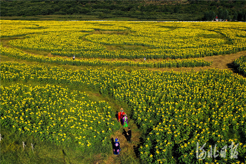 2020年9月9日，河北省唐山市迁西县莲花院乡田园综合体示范区田园美景如画。（无人机照片）