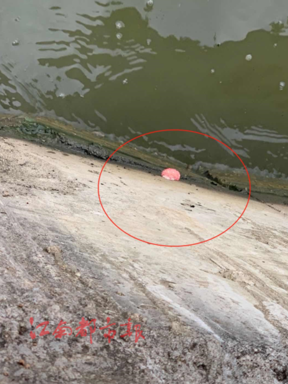 南昌青山湖丹霞岛附近发现福寿螺卵误食福寿螺或致死亡 凤凰网