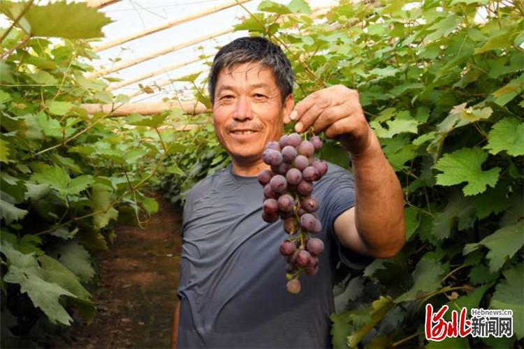 文安县安祖辛庄村的葡萄园种植基地内，果农展示培育的葡萄新品种。