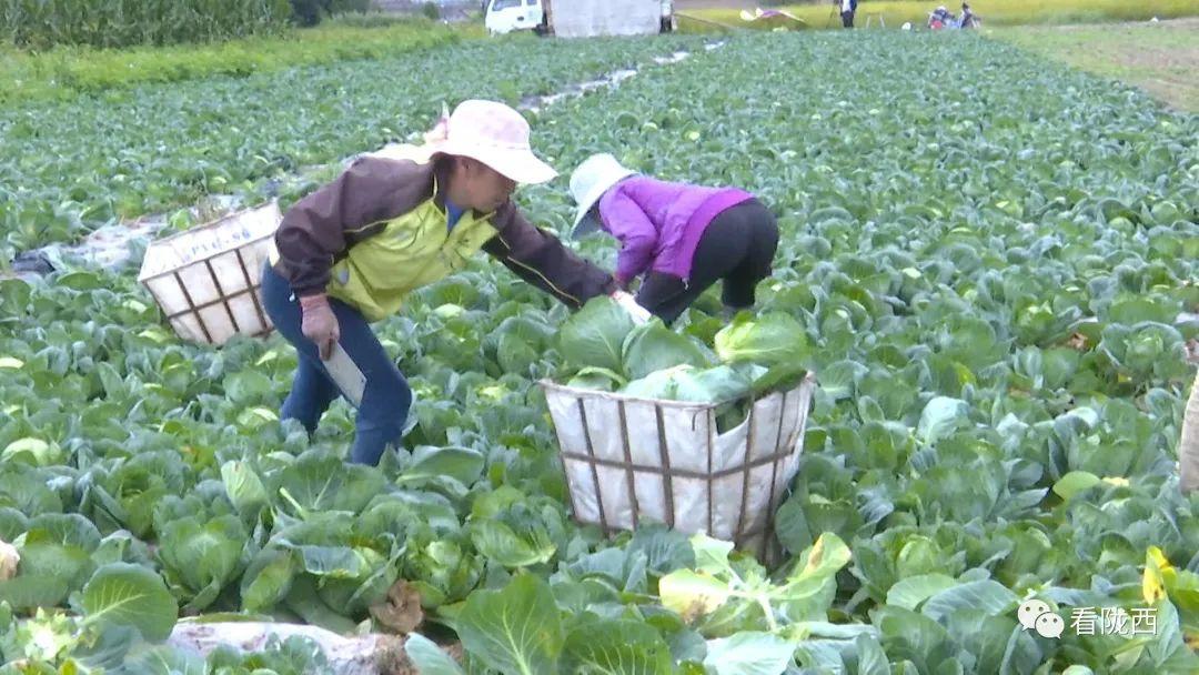 陇西小镇念好高原夏菜“致富经”