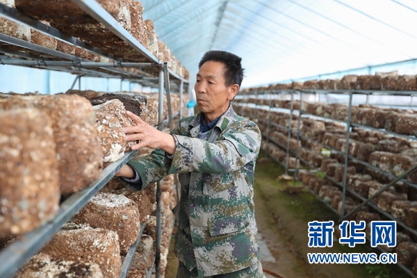 在甘肃省定西市渭源县元古堆村农光互补食用菌产业园区,管理人员白海红在管护菌棒(8月22日摄)。新华社记者 马希平 摄