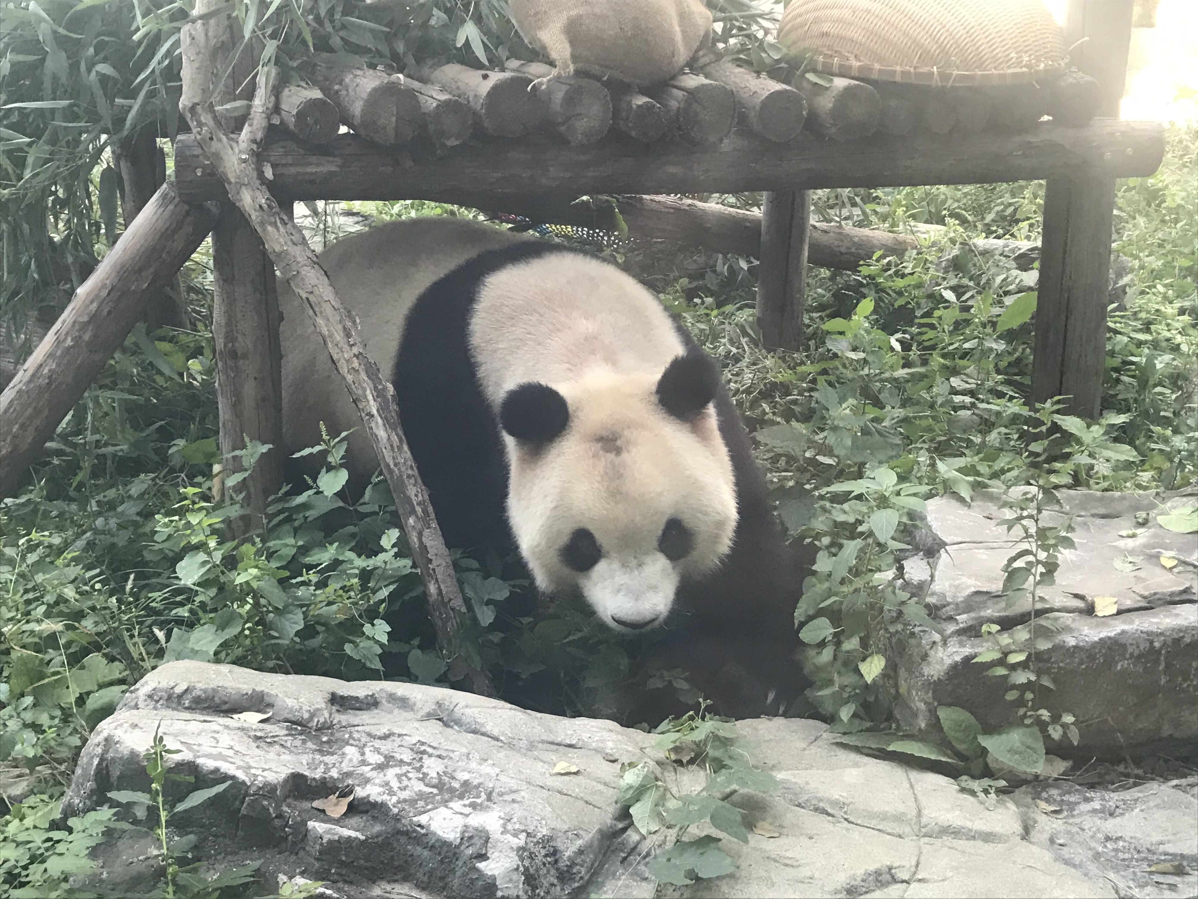 国际小熊猫日，看看“小能苗”在动物园的“打工”和生活_浦江头条_澎湃新闻-The Paper