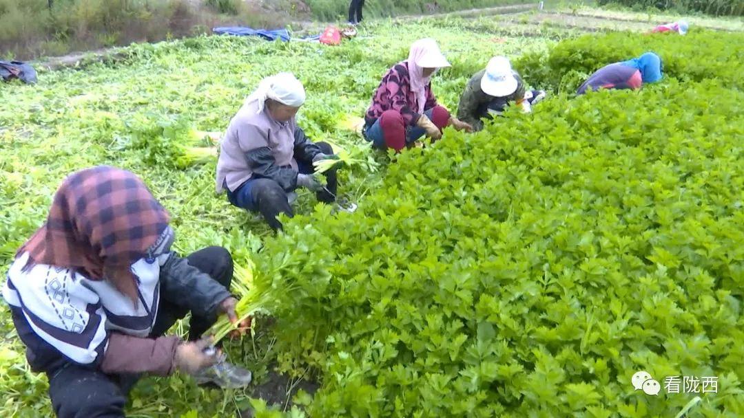 陇西小镇念好高原夏菜“致富经”
