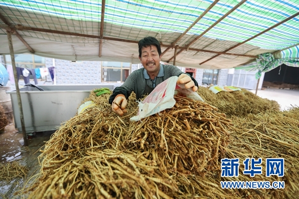在甘肃药业集团圣源中药材有限公司,元古堆村村民在整理中药材(8月22日摄)。新华社记者 马希平 摄