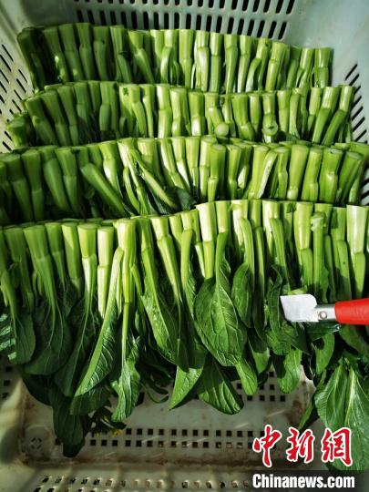 图为采摘摆放于篮子里的菜心　殷春永 摄