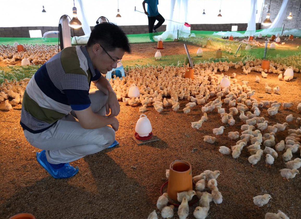 广东海洋大学科技特派员马驿教授指导南夏村民发展养鸡业