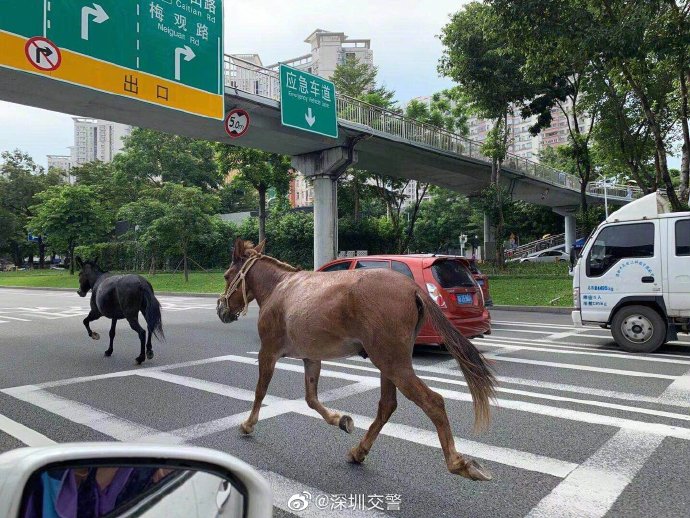 深圳机动车道上惊现两头奔跑的骡子 交警通报